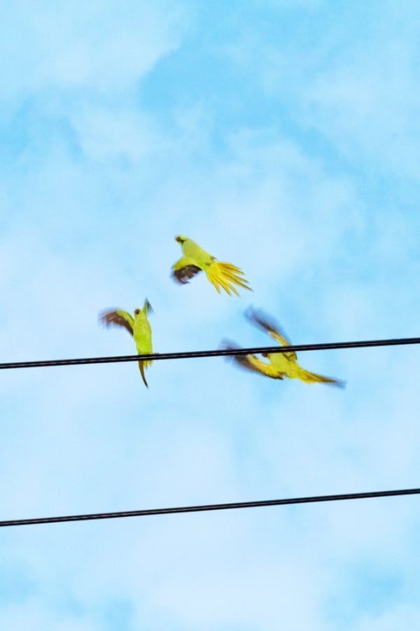 Yoshinori Mizutani, Tokyo Parrots 057, 2013
