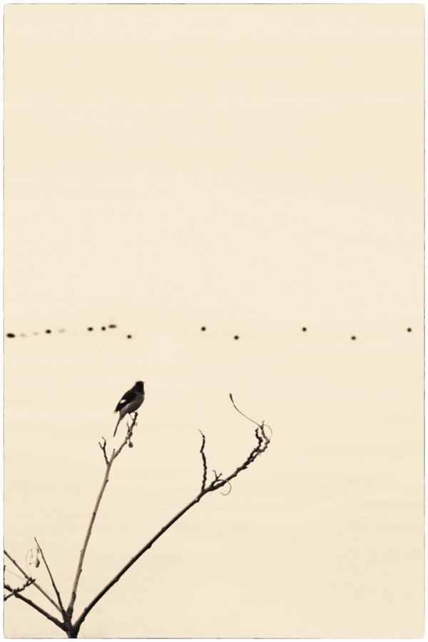 Albarrán Cabrera, The Mouth of Krishna #496, 2016