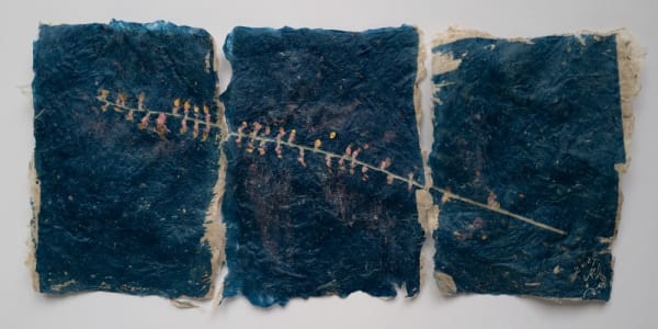 Mika Horie, Antenoron filiforme , 2024