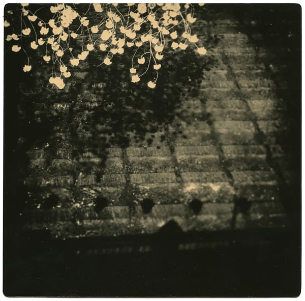 Miho Kajioka, BK0274, 2017