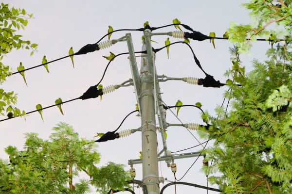 Yoshinori Mizutani, Tokyo Parrots 008, 2013