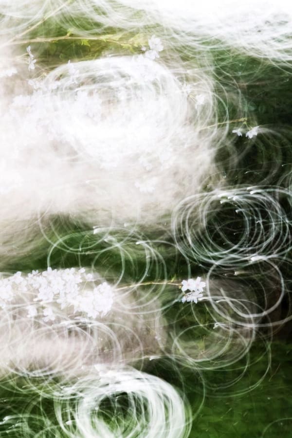 Yoshinori Mizutani, Sakura 015, 2015