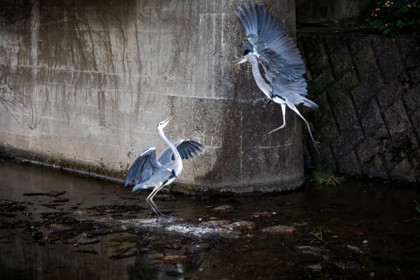 Anaïs Lopez, The Herons I, 2023