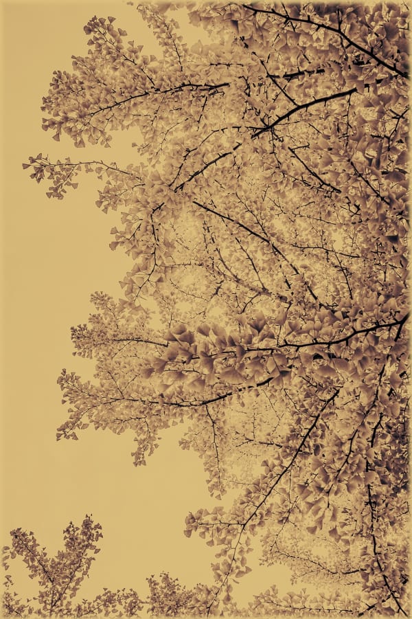 Albarrán Cabrera, The Mouth of Krishna #745, 2016