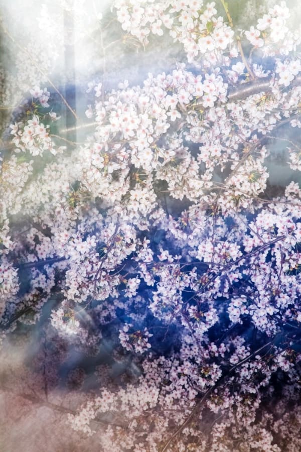 Yoshinori Mizutani, Sakura 021, 2015