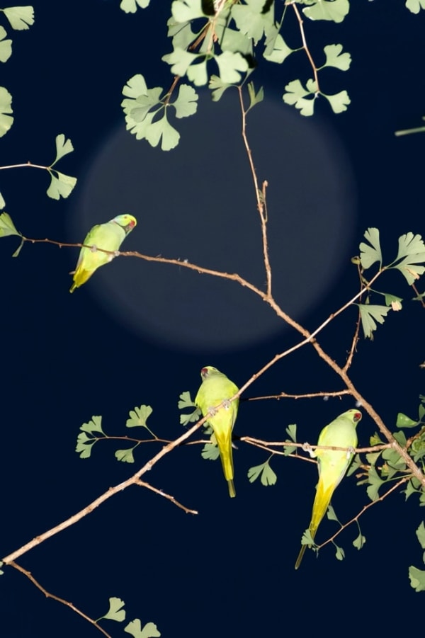 Yoshinori Mizutani, Tokyo Parrots 054, 2013