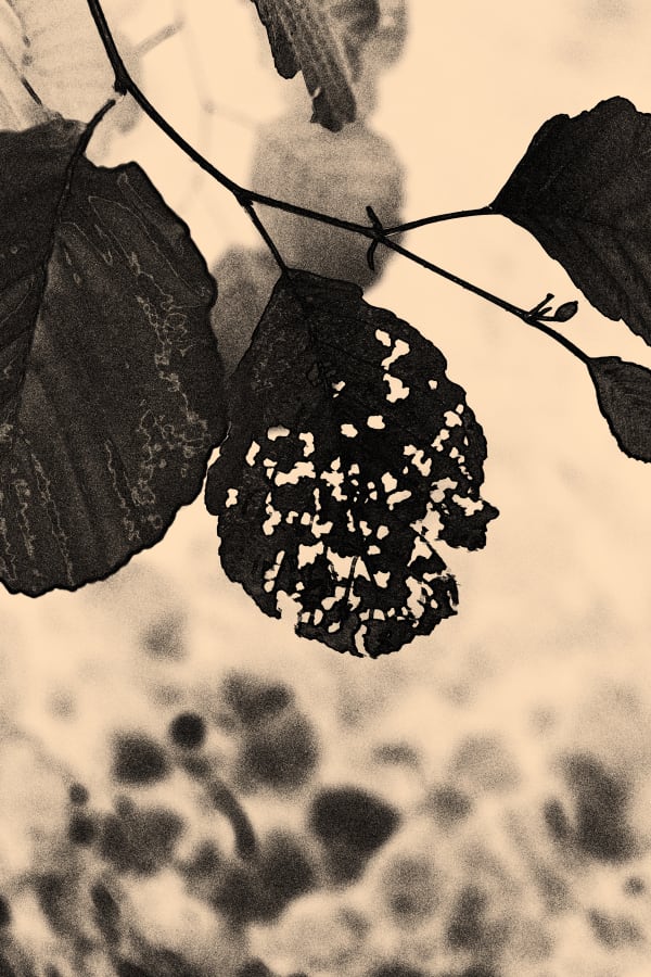 Albarrán Cabrera, The Mouth of Krishna #347, 2014/2022