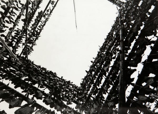 Kiyoshi Niiyama, Shark Fins at Choshi City, Chiba Prefecture, 1964