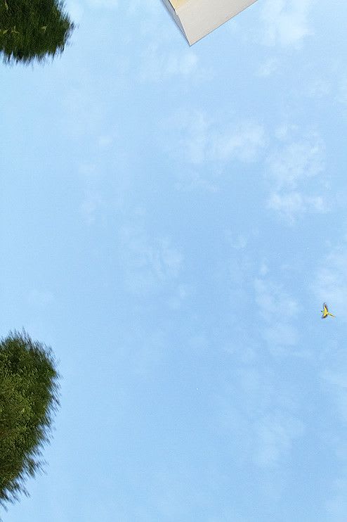 Yoshinori Mizutani, Tokyo Parrots 046, 2013