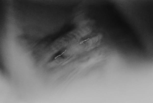 NEKO Project, Kota Sake - Untitled