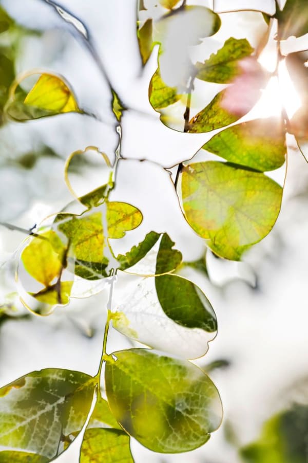 Yoshinori Mizutani, HDR_Nature 015, 2016-2018