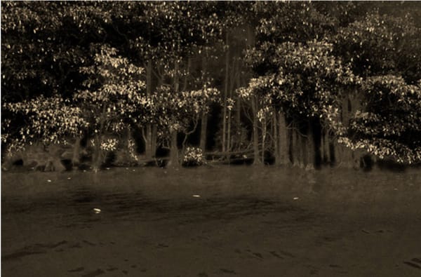 Paul Cupido, Mangroves, 2019