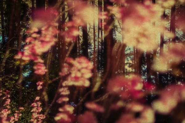 Albarrán Cabrera, The Mouth of Krishna #785, 2018/2018