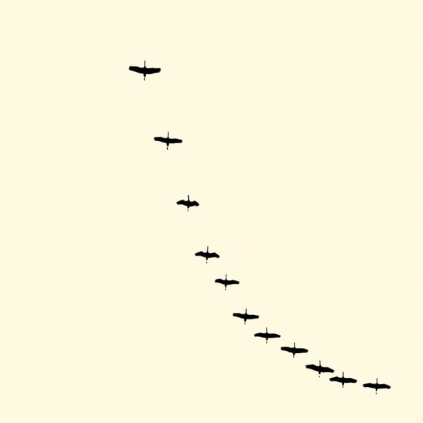 François Laxalt, Onze / Eleven, 2008