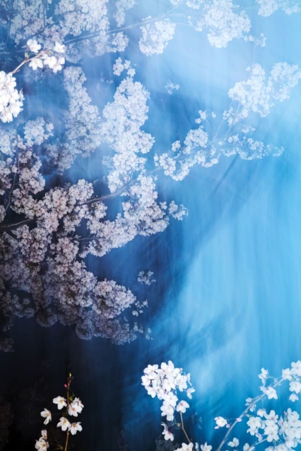 Yoshinori Mizutani, Sakura 013, 2015