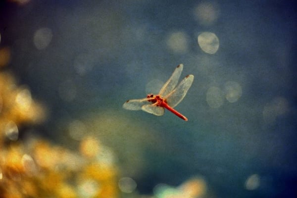 Albarrán Cabrera, The Mouth of Krishna #90, 1998