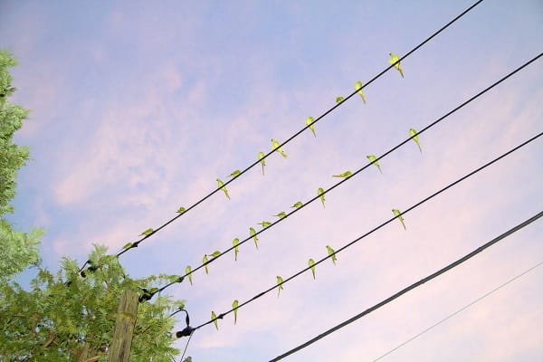 Yoshinori Mizutani, Tokyo Parrots 005, 2013