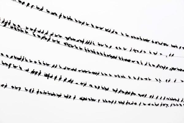 Yoshinori Mizutani, Kawau 016, 2015