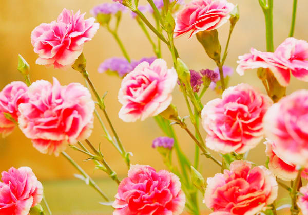 Kazuyoshi Usui, showa88_06_usui, 2001-2019