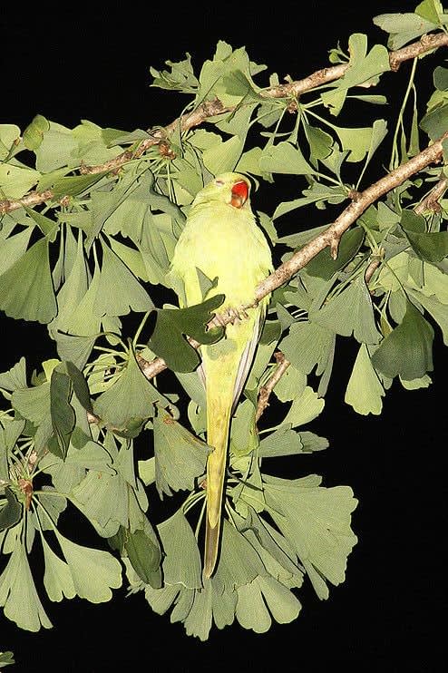 Yoshinori Mizutani, Tokyo Parrots 034, 2013