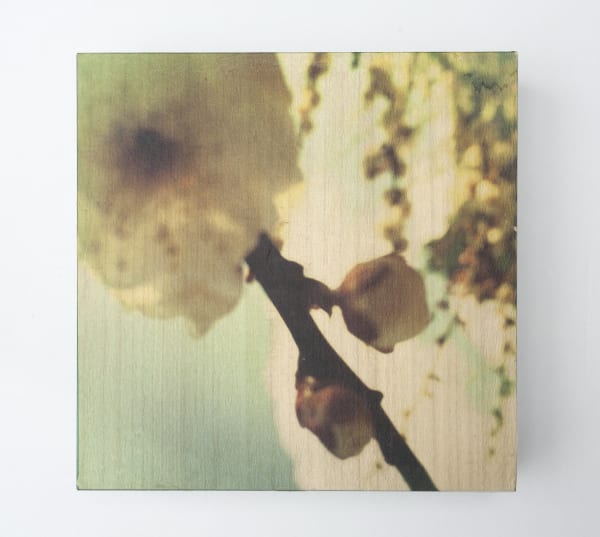 Miho Kajioka, and, do you still hear the peacocks?, 2021