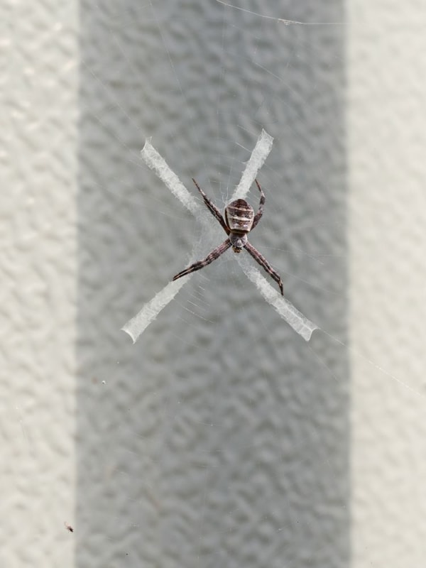 Guillaume Simoneau, Untitled from Murder (St. Andrew's Cross spider 01), Takeo City, Saga pref. Japan, 2016