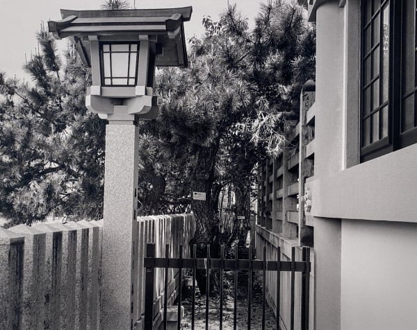 Hiromi Tsuchida, Pine tree, Sumiyoshi Shrine, 2019 (Hiroshima Monument), 2019