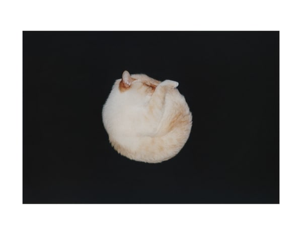 NEKO Project, Yasushi Mori - Untitled from Hey! Hattori