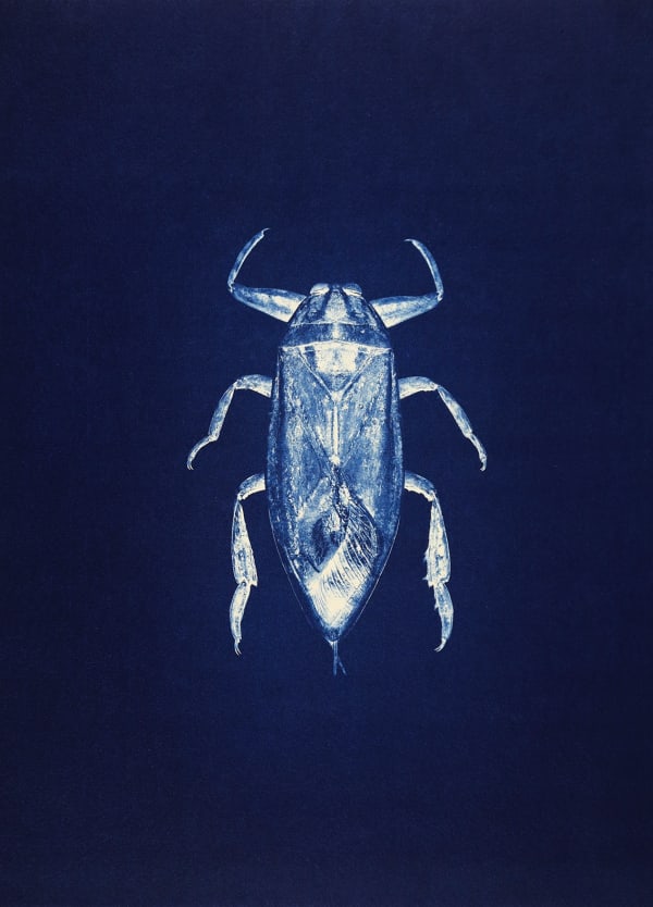 Anaïs Lopez, Giant Water Bug, 2023 / toyobo 2025