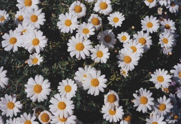 Ryudai Takano, 2004.04.10 #07 (Daily Snapshots), 2004