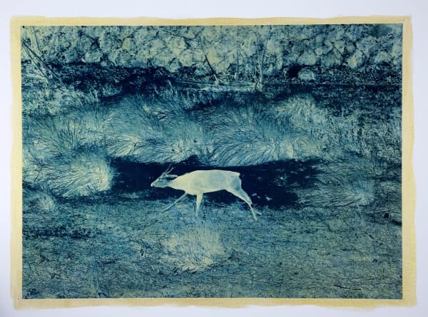 Anaïs Lopez, Deer in the Night, 2022/ toyobo 2025