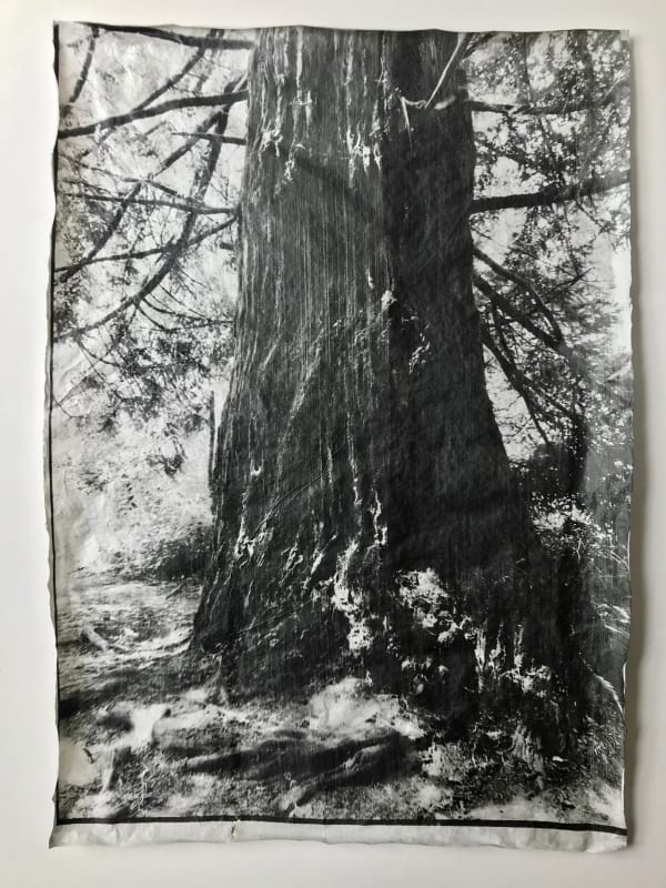 Sayako Sugawara, Redwood Magdalene, 2020-2021