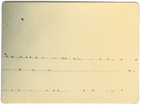 Miho Kajioka, BK0262, 2016