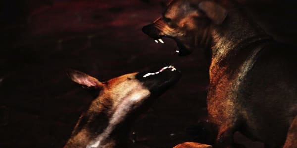 IBASHO Photo Competition 2016, Christian Arts - The Love Cats, 2016