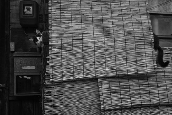 NEKO Project, Masayuki Kurihara - Untitled