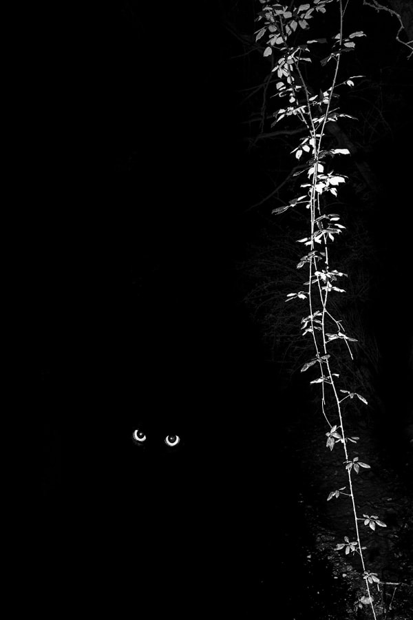 Paul Cupido, Neko, 2019