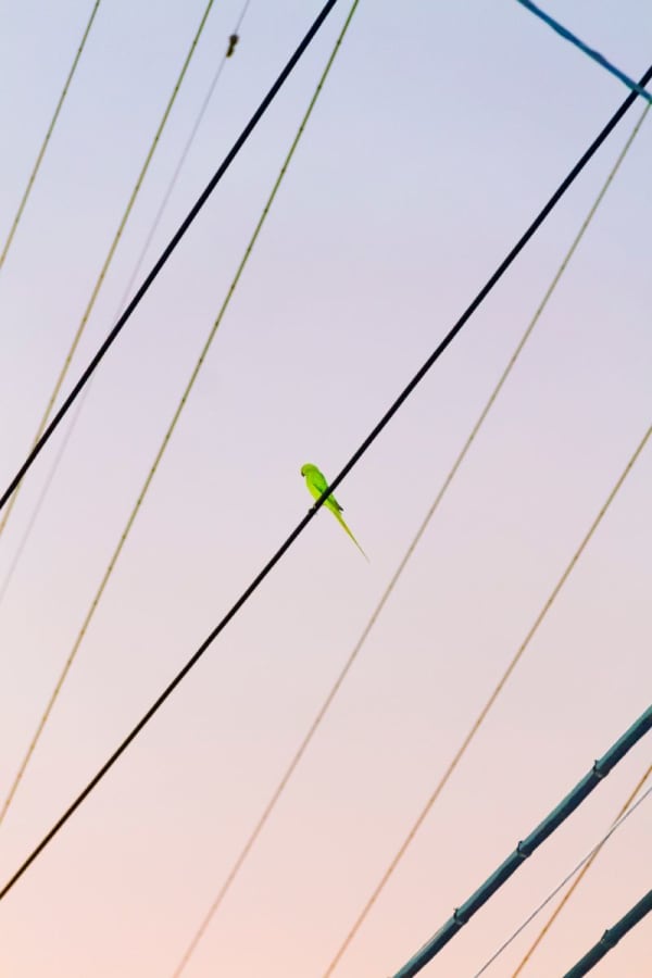 Yoshinori Mizutani, Tokyo Parrots 004, 2013