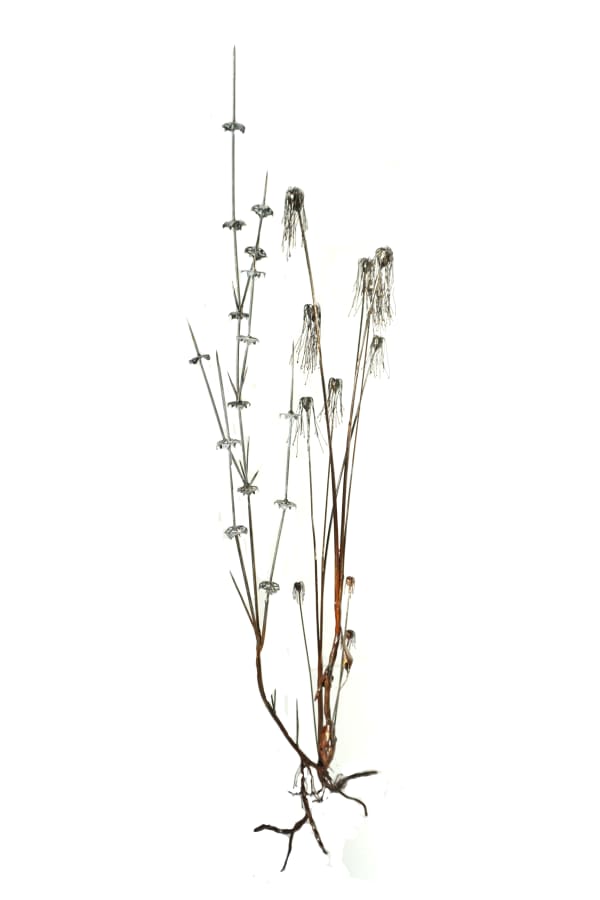 Dmitry Bulnygin, Hybrid, 2025