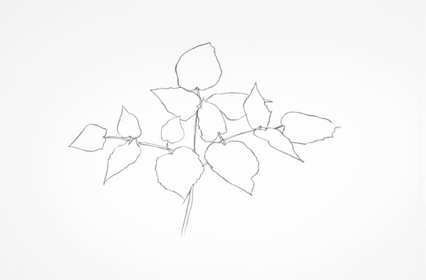 Ellsworth Kelly, Woodland Plant, 1979