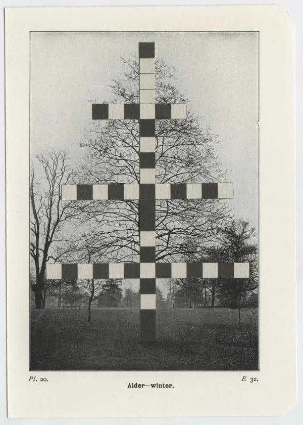 Alec Finlay, Crossword Tree (Alder - Winter), 2008