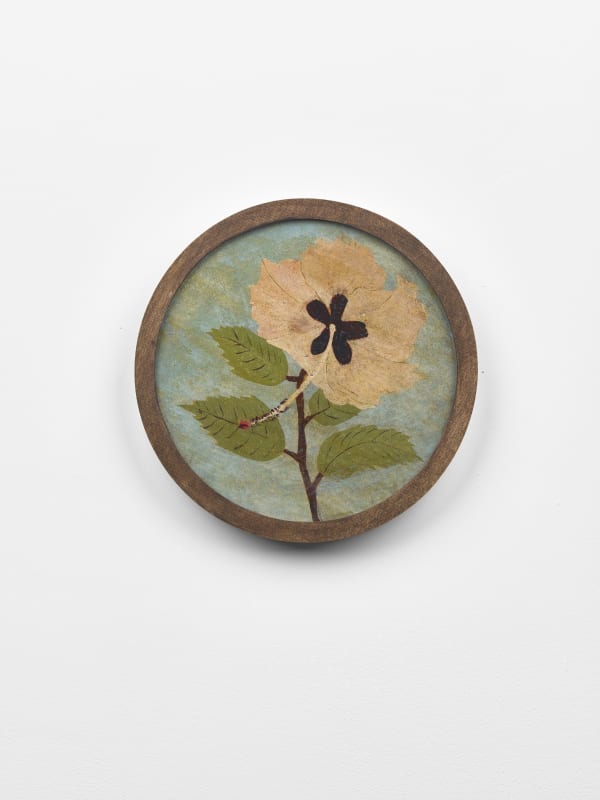Frank Walter Untitled (Pale Hibiscus) Oil on pressed fibre with Masonite backing 19.5 cm diameter