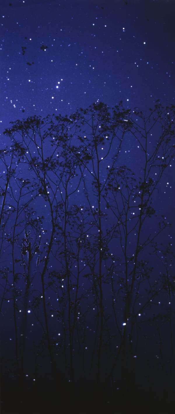 Susan Derges Starfield - Queen Anne's Lace, 2003 unique dye destruction print 170.2 x 61 cm 67 x 24 in