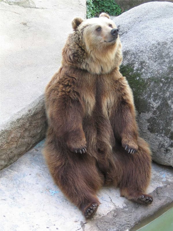 Peter Liversidge Photograph Taken Whilst Walking (Ursus Rictus), 2009 C-type photograph edition 4 of 5 226 x 170 cm print size 235 x 177.6 cm framed