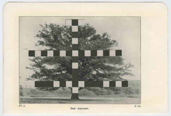 Alec Finlay, Crossword Tree (Oak - Summer), 2008