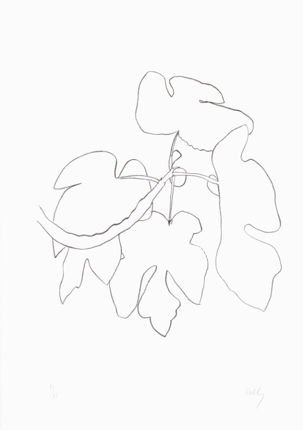 Ellsworth Kelly, Fig Branch (Figue), 1965-66