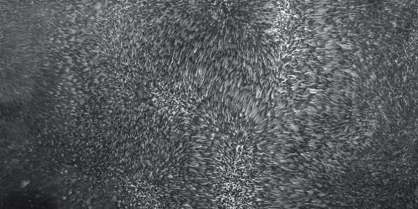 Bingyi 冰逸, Sonic Painting Series (4) 《声音绘画》系列（4）, 2016