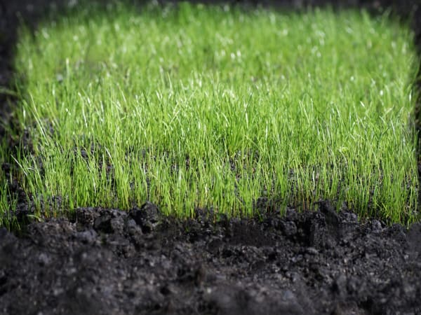 Jennifer Ma 马文, Germination Thoughts 思想萌芽, 2016