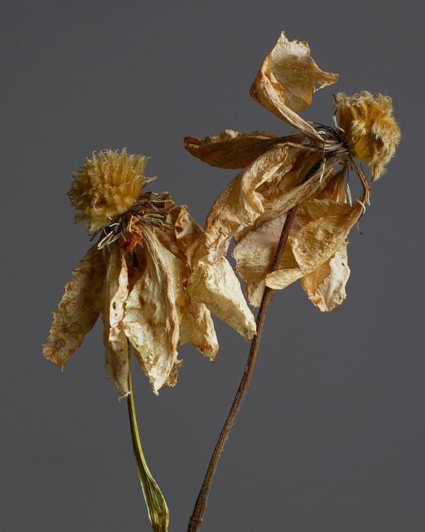 Rankin, Searching, Embrace, 2020