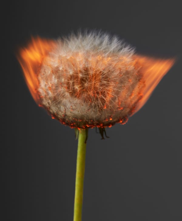 Rankin, Half Aflame, An Exploding World, 2021