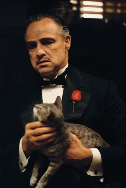 Steve Schapiro, Marlon Brando and the Cat in the film 'Godfather', New York, 1971